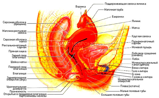 Анатомия женских половых органов - Медицинский центр в Томске «Мульти Клиник»
