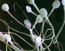 Иллюстрация Cincinnatifertility.com