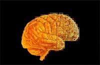 Болезни гипофиза. Фото с сайта www.sciencephoto.com