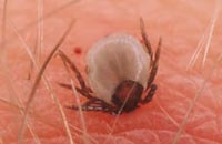 Клещевые инфекции. Фото с сайта www.sciencephoto.com