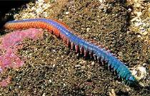 Один из видов морских червей. Иллюстрация с сайта http://www.zoologie-online.de