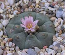 Кактус Lophophora williamsii, фото с сайта www.ccc.uni-erlangen.de