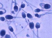 Иллюстрация с сайта Derma.uni-jena.de