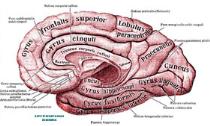 Иллюстрация с сайта http://health.rin.ru/uni/text/atlas/371.html