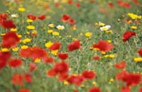Как избегать аллергенов? Фото с сайта http://creative.gettyimages.com