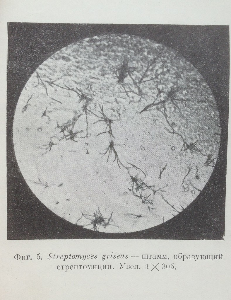 Микроорганизм, продуцирующий стрептомицин. Фото, продемонстрированное Ваксманом на лекции в Москве 12 августа 1946 года