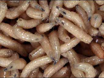 http://static.medportal.ru/pic/mednovosti/news/2012/12/07/maggots/maggots_340x255.png