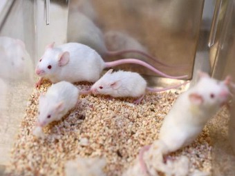 мышь с иммунным ответом человека