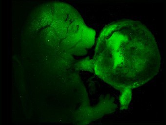 Перепрограммированные клетки (зеленые), превратившиеся в эмбриональные и плацентарные. Изображение CNIO  