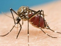 Бразилия планирует стать первой в мире страной, которая утвердит коммерческое использование генетически модифицированных насекомых. В скором времени министерство здравоохранения страны разрешит применение ГМ-комаров биотехнологической компании Oxitec для борьбы с лихорадкой денге.