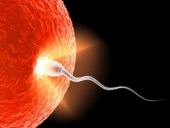 Израильские специалисты по молекулярной генетике выдвинули гипотезу, объясняющую парадоксально высокую представленность мужского бесплодия в человеческой популяции. В своей работе ученые делают вывод о том, что этот феномен связан с накоплением вредных мутаций в сцепленных с мужским полом генах из-за ассиметричного «пробуксовывания» механизма естественного отбора.