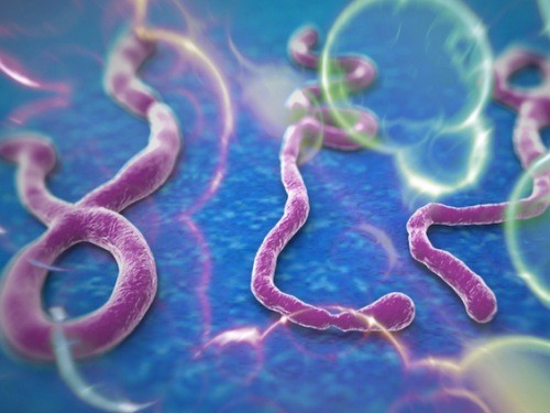 Вирус Эбола. Иллюстрация с сайта libertyviral.com/