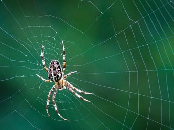 В яде пауков найдены мощные обезболивающие, пригодные для человека