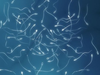 Французские ученые впервые получили сперму в лабораторных условиях