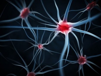 Ученые превратили клетки крови в нейроны 