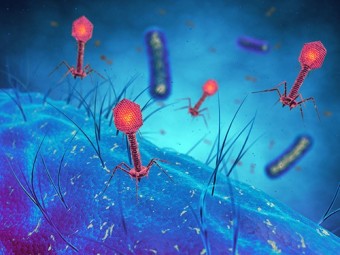 Вирусы помогут в борьбе с устойчивыми к антибиотикам бактериями 