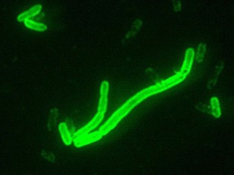 Чума возникла из-за двух мутаций в геноме бактерии