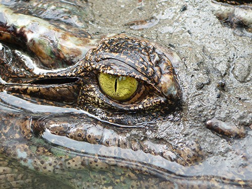 Учёные: Крокодилы наблюдают за врагами даже во сне