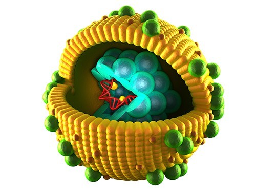 Вирус гепатита