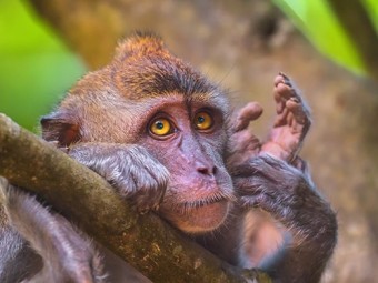 Китайские исследователи изучат аутизм на трансгенных обезьянах