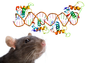 Крыса и ДНК-связывающий домен ретиноидного X рецептора гамма. Коллаж 