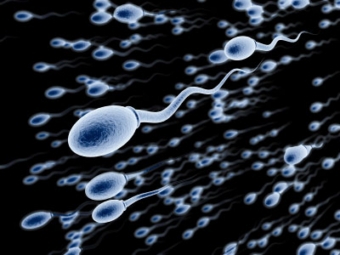 Сперматозоиды. Изображение с сайта healthdetails.org