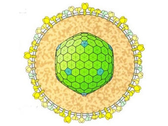 Структура герпесвируса. Изображение с сайта duke.edu