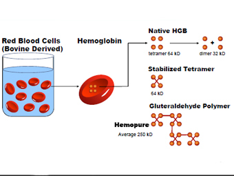 Схема получения Hemopure. Иллюстрация производителя