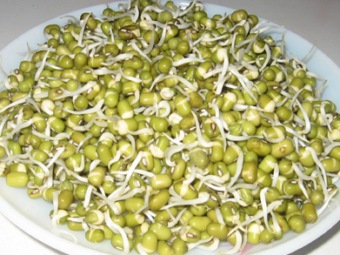 семена бобовых