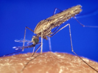 борьба с малярией