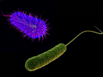 E.coli  P.aeruginosa.  ""