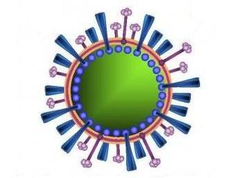 Вирус гриппа H5N1. Изображение с сайта thebirdflupandemic.com