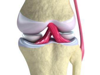 Анатомия коленного сустава. Изображение с сайта kneeinjections.org