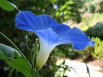 ������ �������� �����. ���� � ����� psyplants.org