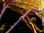 ����������� � ����� sciencephoto.com.