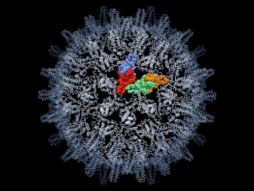 Компьютерная модель вируса гепатита В. Изображение с сайта washington.edu