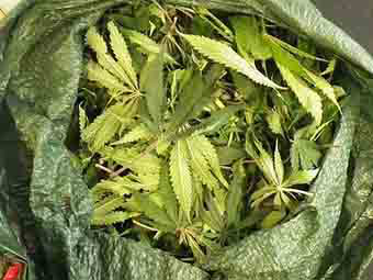 Статус марихуаны в чехии посадка конопли в грунт