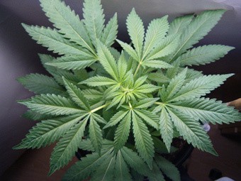калифорния медицинская марихуана