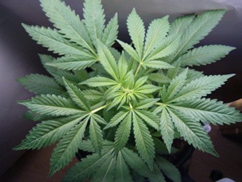 Как выращивать марихуану в гроубоксе земля для аутдора для конопли