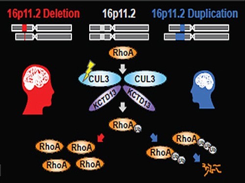 схема влияния RhoA на морфогенез мозга, фото с сайта http://health.ucsd.edu/